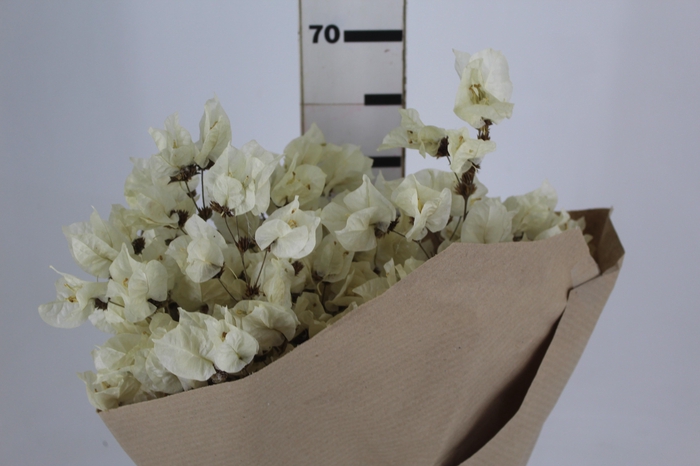 <h4>FLOR DE PRIMAVERA DESIDRATADA BRANCO</h4>