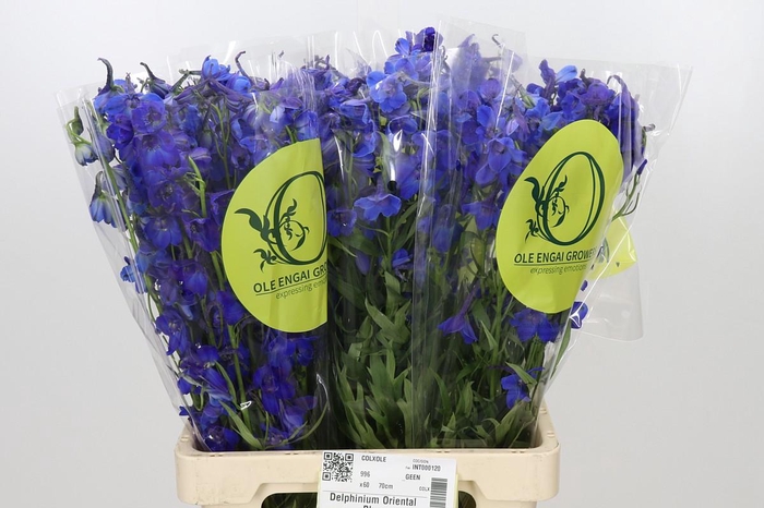 <h4>Delphinium Oriental Blue</h4>