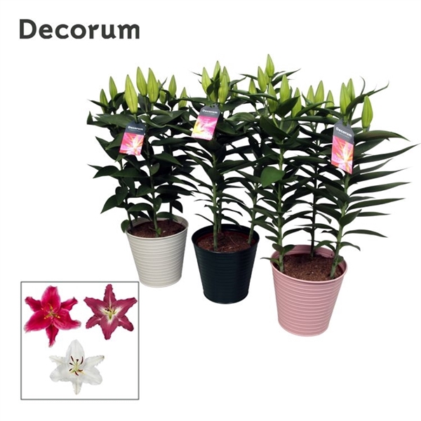 <h4>Lilium Oriental Mix 17cm ZINK</h4>