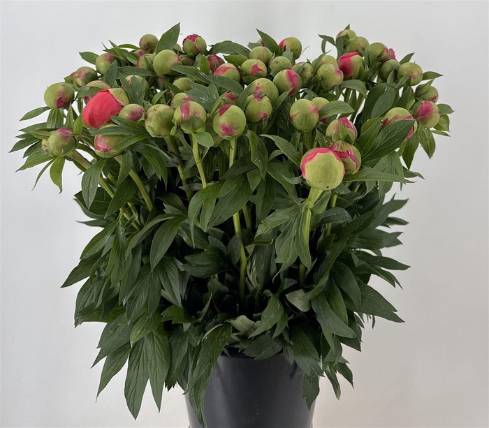 <h4>Paeo Coral Charm</h4>