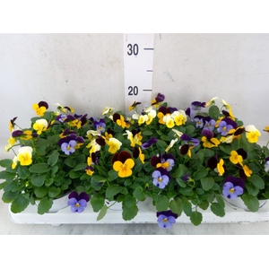 Viola   ...tricolor