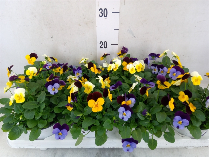 <h4>Viola   ...tricolor</h4>