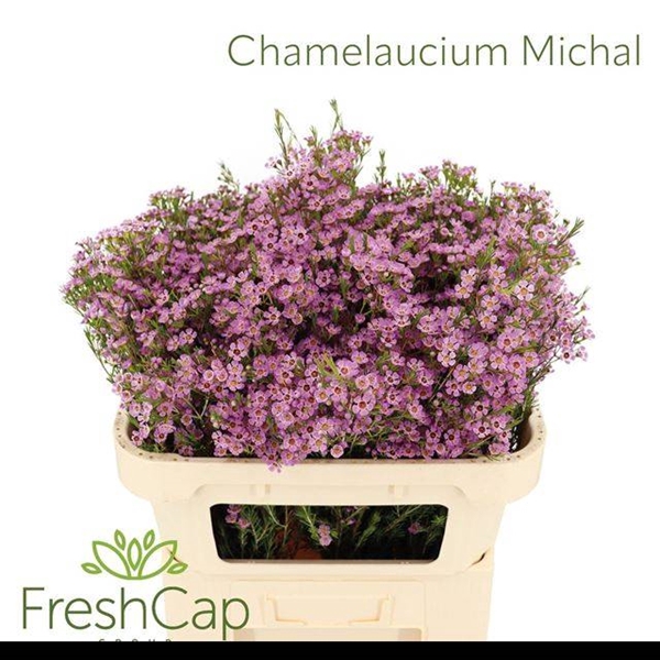 <h4>CHAME UN MICHAL</h4>