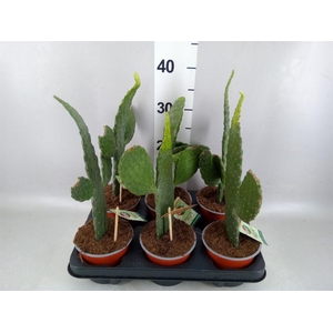 Opuntia