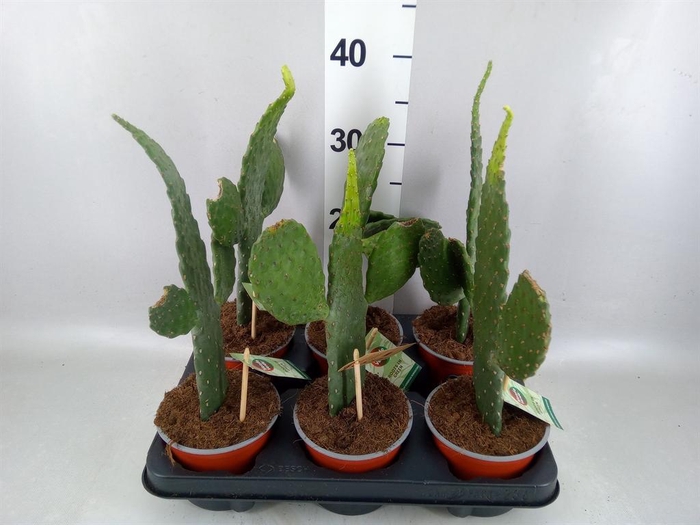 <h4>Opuntia</h4>