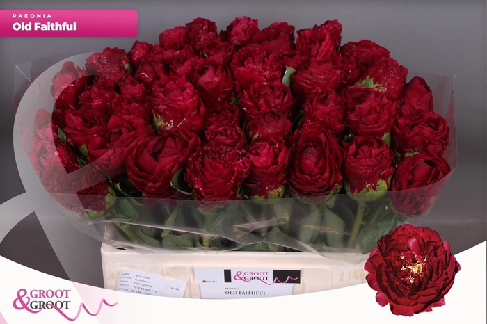 <h4>PAEO OLD FAITHFUL</h4>