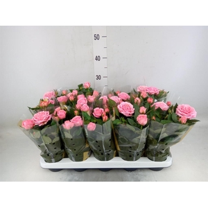 Rosa  'Adele Kordana Grande'