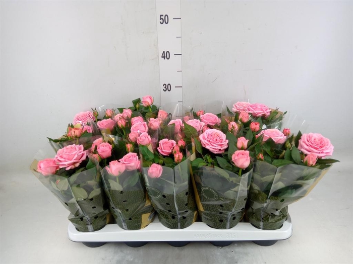 <h4>Rosa  'Adele Kordana Grande'</h4>