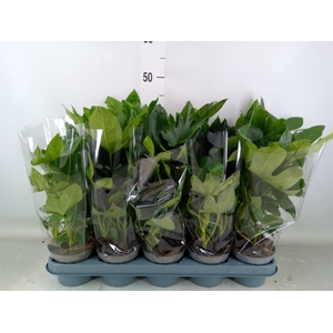 Fatsia japonica   ...