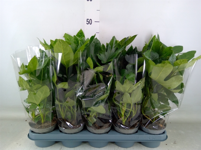 <h4>Fatsia japonica   ...</h4>