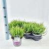Calluna Garden Girls