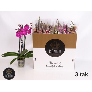 PHAL GEM 5 KL