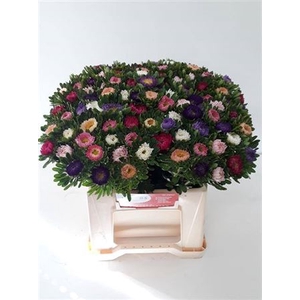 Callis 7 Kleuren In Bos