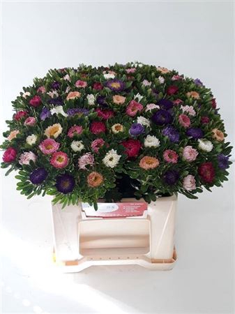 <h4>Callis 7 Kleuren In Bos</h4>