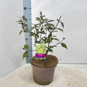 Cornus alba Kesselringii