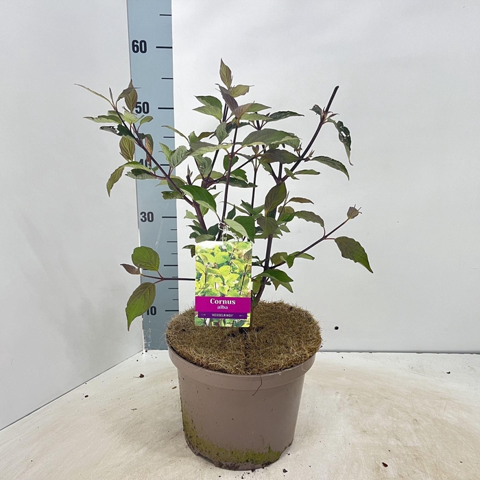 <h4>Cornus alba Kesselringii</h4>