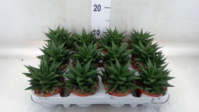 <h4>Haworthia limifolia</h4>