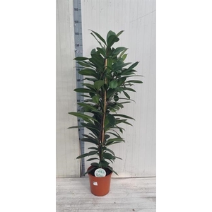 Ficus Cyathistipula 24Ø 130cm 2pp