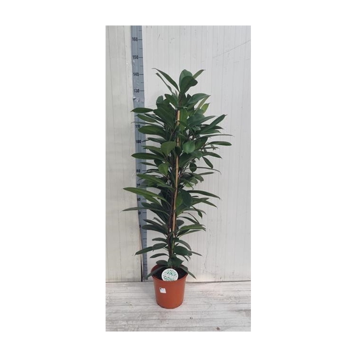 <h4>Ficus Cyathistipula 24Ø 130cm 2pp</h4>