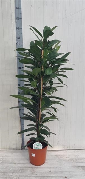 Ficus Cyathistipula 24Ø 130cm 2pp