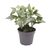 HEDERA HELIX P6 GROEN