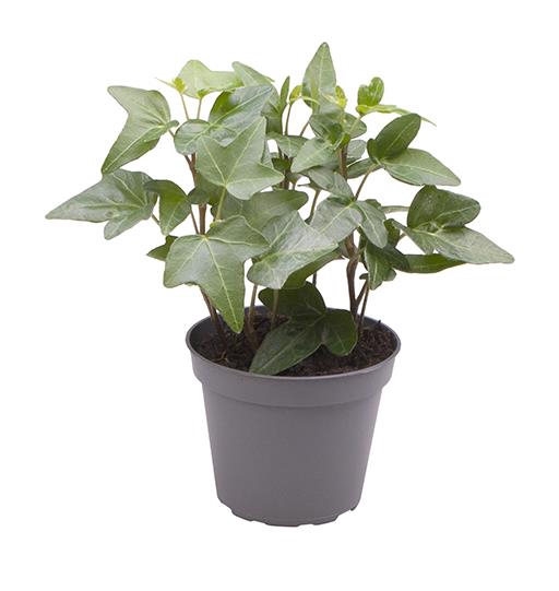 <h4>HEDERA HELIX P6 GROEN</h4>