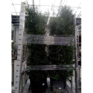 Olea europaea