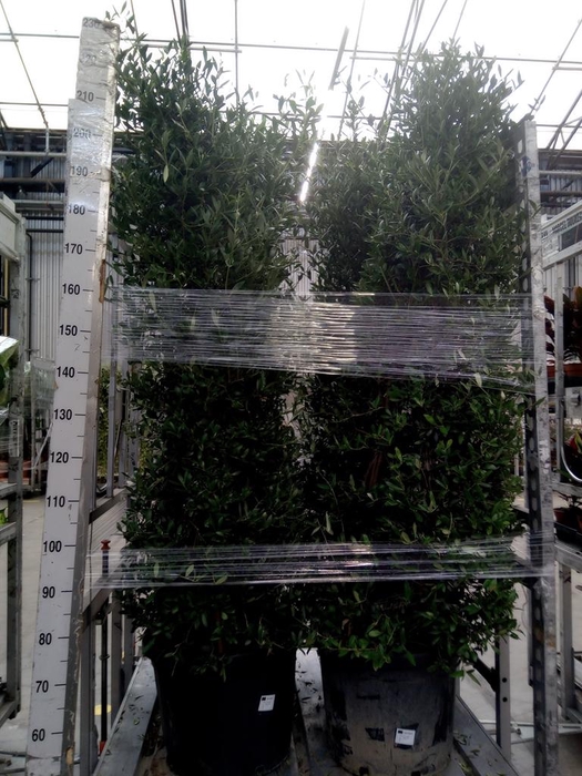 <h4>Olea europaea</h4>
