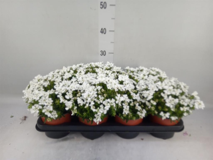 <h4>Iberis semp.</h4>