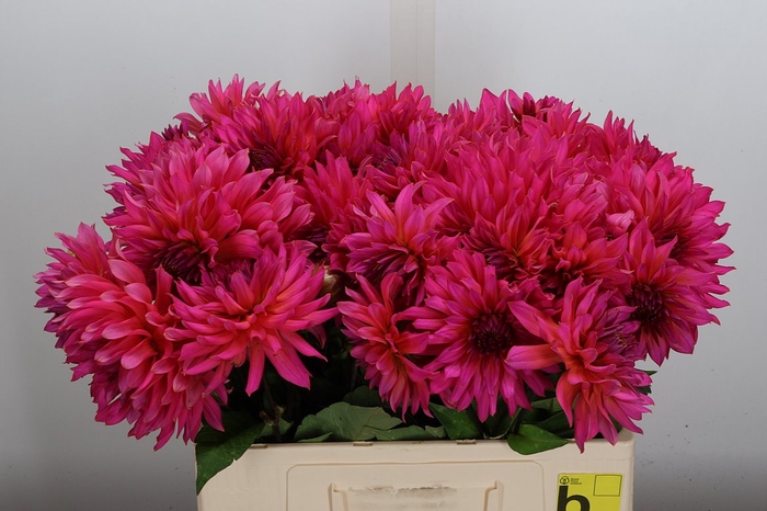<h4>Dahl Pink Punk</h4>