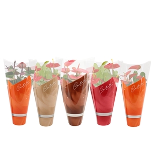 Anthurium 14 cm 4 color mix in Couture autumn sleeve