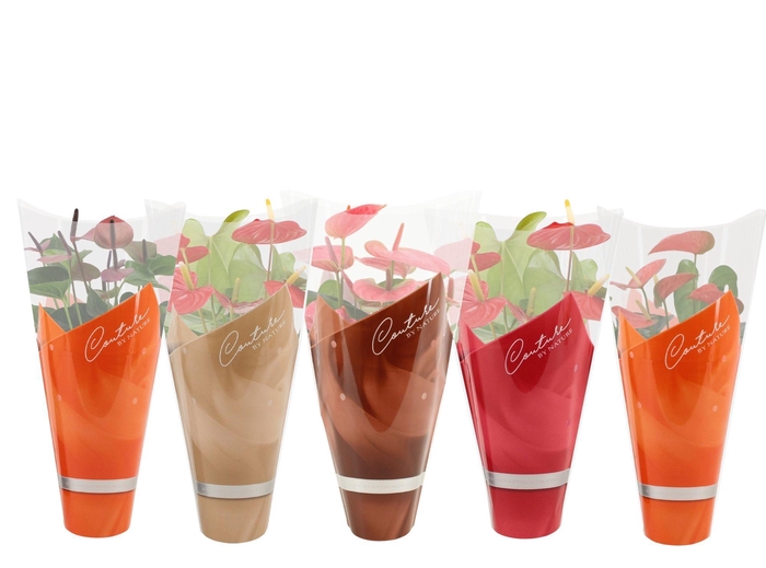 <h4>Anthurium 14 cm 4 color mix in Couture autumn sleeve</h4>