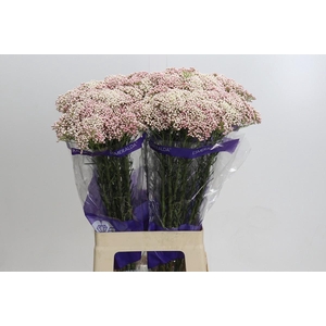 Ozothamnus Cooks Tall Pink