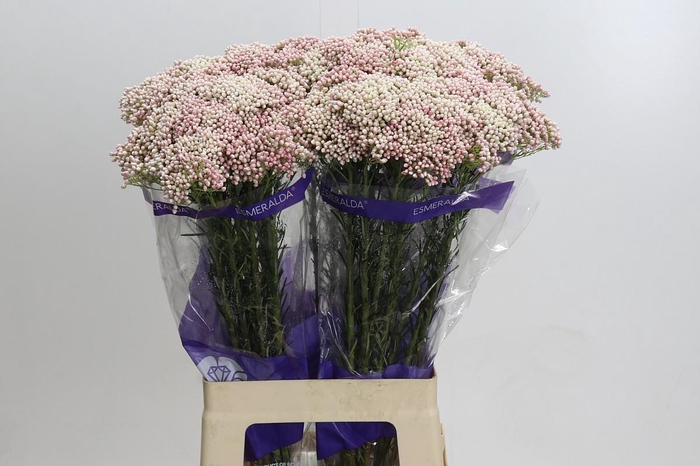 <h4>Ozothamnus Cooks Tall Pink</h4>