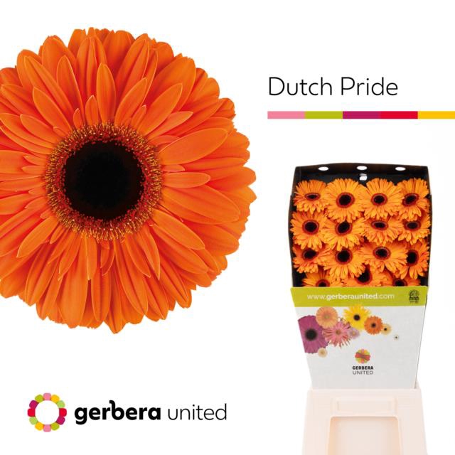 <h4>Gerbera diamond dutch pride</h4>