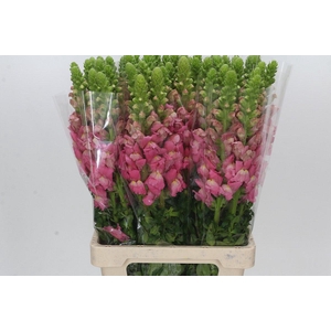 Antirrhinum Potomac Cherry Rose