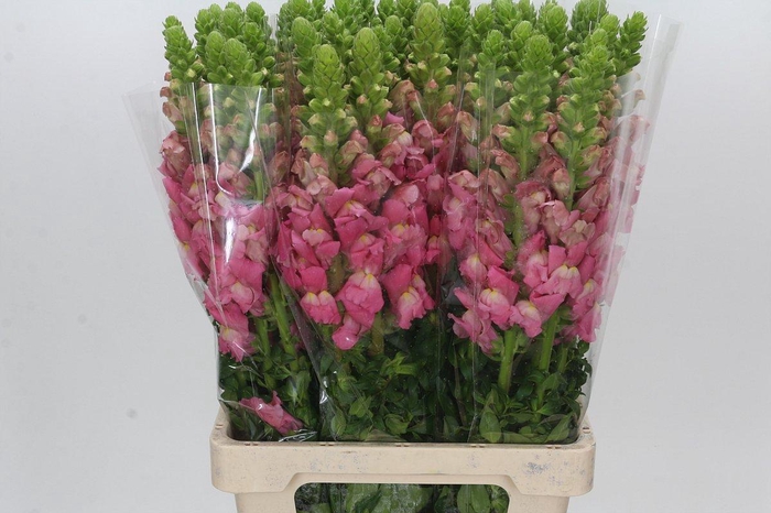 <h4>Antirrhinum Potomac Cherry Rose</h4>