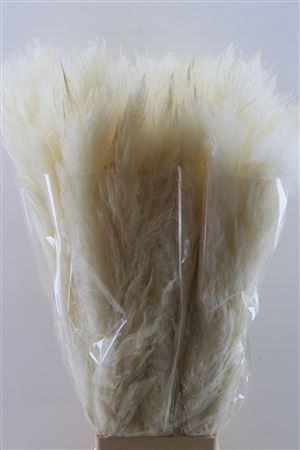 Dried cortaderia bleached white