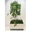 Cissus Rh Ellen Dan