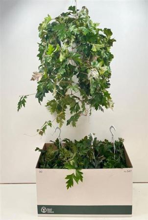 Cissus Rh Ellen Dan