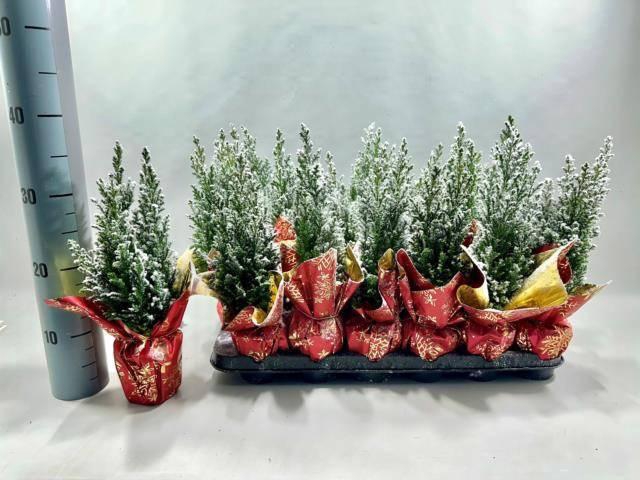 <h4>Cham L Ellwoodii</h4>