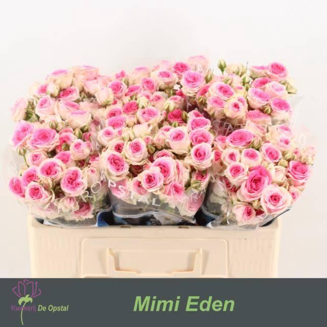 <h4>Rosa spray mimi eden</h4>