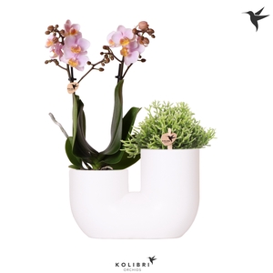 Phal Kolibri Roze 2 Tak Keramiek Tube White