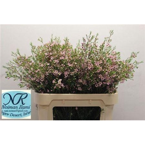 Chamelaucium Early Nir Pale Pink