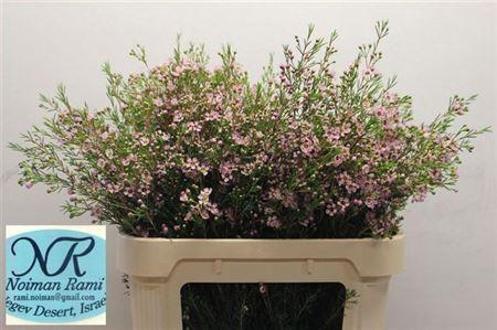 <h4>Chamelaucium Early Nir Pale Pink</h4>