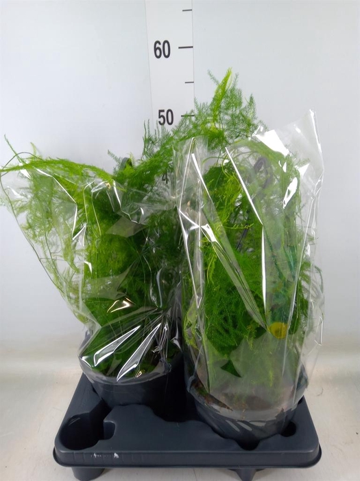 <h4>Asparagus setaceus</h4>