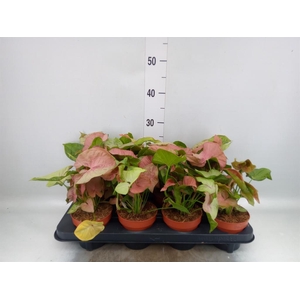 Syngonium podop.