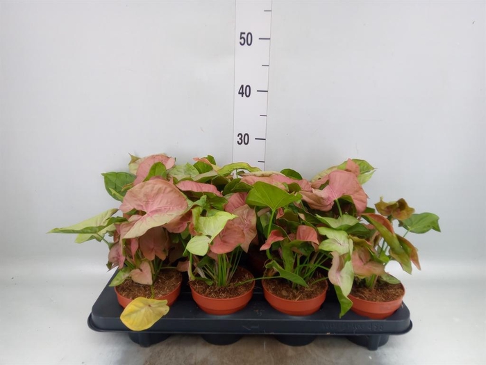 <h4>Syngonium podop.</h4>