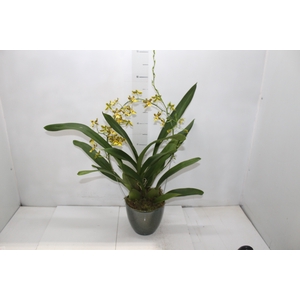 COQ. PLANTAS ORN. T5