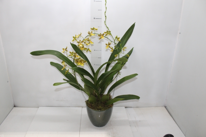 <h4>COQ. PLANTAS ORN. T5</h4>